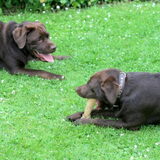 Foto van *Laycka en Lady*