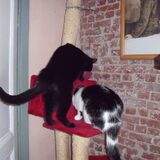 De twee vriendjes van Lindy. De zwarte kater is Bram en de gevlekte is…