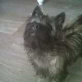 Onze cairn terrier meid