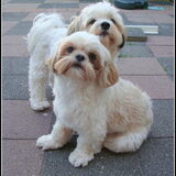 Deva en Sammy