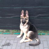 greno 4 maanden oud