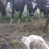 Mmmoooeee!