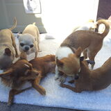 Foto van chihuahua's