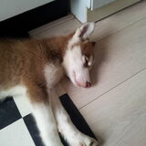de close up van de pup... laika blijft me princesje