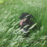 effe uithijgen in het hoge gras