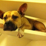 Dit is Flair, de hond van mijn moeder. Ze is echt super hyperactief…