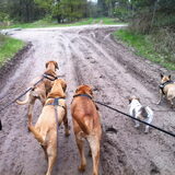 Dit is het groepje honden waarmee we in september een Dogtrail gaan…