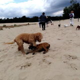 Bij de HP wandeling loonse en drunense duinen