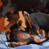 Navel van de hond