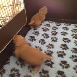 Foto van Sigrid, Sandy, Diva & Nala