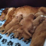 Foto van Sigrid, Sandy, Diva & Nala