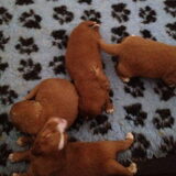 Foto van Sigrid, Sandy, Diva & Nala