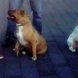 Foto van Chre & Djago & Anisa & Elvis