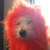 hond/leeuw