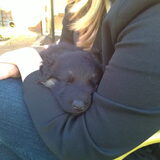 5 weken oude pup nala
