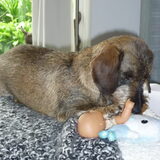 Foto van Greetje & Odie