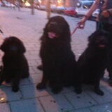 Luna 2 jaar Lucy 3maanden en Power de hond van de buren
