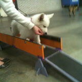 Op de puppy cursus doet Blanco het heel erg goed