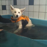 Blanco op zwemles .. haha wat geweldig