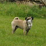Foto van Abby &Google