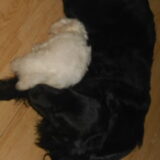 Foto van anja jordy ivan tim en ons hondje simba <3  <3