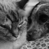 poes en bammes waren beste maatjes (r.i.p. Poes)