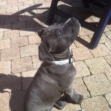 Foto van kees