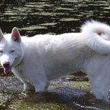 Broer van Hachi, Simba