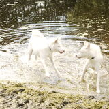 Simba en Hachi op de Froskepolle in Leeuwarden
