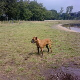nieuwe losloop weide in brugge. Heb me enorm geamuseerd