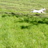 Foto van Ilse
