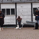 puppycursus