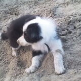 Kira lekker in het zand bezig.