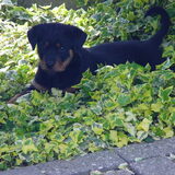 Foto van Thijs