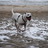 Doggy @ HP wandeling in Monster