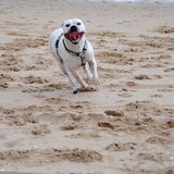 Doggy @ HP wandeling in Monster