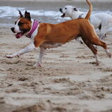 Doggy met zijn vriendinnetje Roxy (hier leren kennen op HP!)