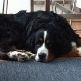 Foto van Kaat