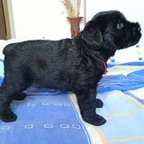 ik had dezelfde hond vroeger