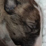 frency 10 dagen oud