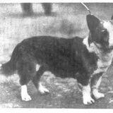Welsh Corgi Cardigan, vroeger