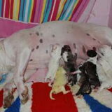 frency en en broertjes en zusjes bij mamma bodile