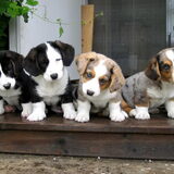 Welsh Corgi Cardigan pups