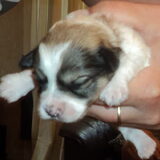 Foto van Gea (Nayca en Foxy)