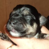 Foto van Gea (Nayca en Foxy)
