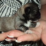 Foto van Gea (Nayca en Foxy)