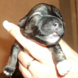 Foto van Gea (Nayca en Foxy)