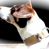voorbeeld ibiza style honden halsband
