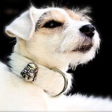 voorbeeld ibiza style honden halsband
