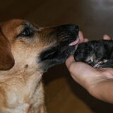 Elah aan het moederen over de kittens..